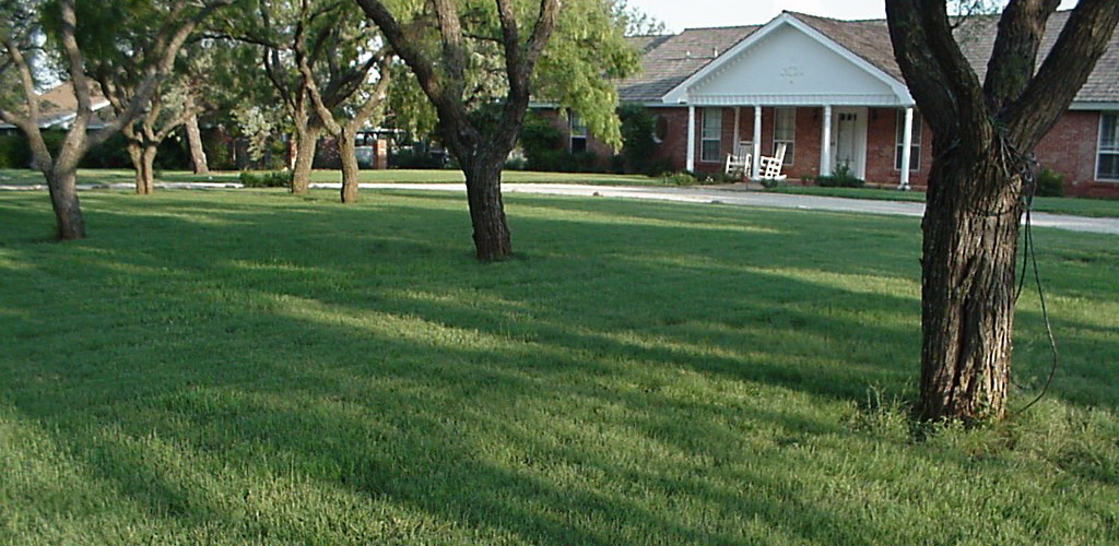 Buffalo Grass Lawn Under Tree Shade